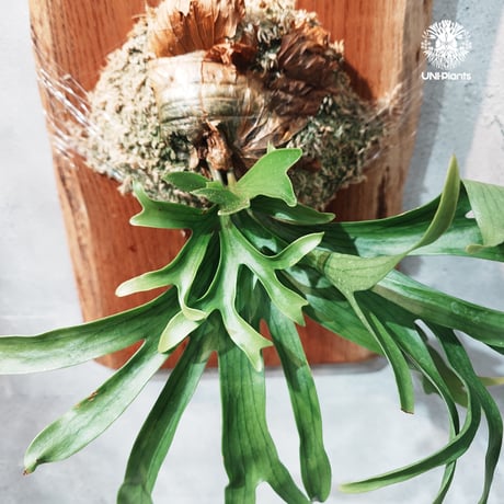 【タイ直輸入・現地選抜】Platycerium coronarium 'Dragon Tree' |  ビカクシダ コロナリウム ドラゴンツリー｜Platycerium ｜希少種