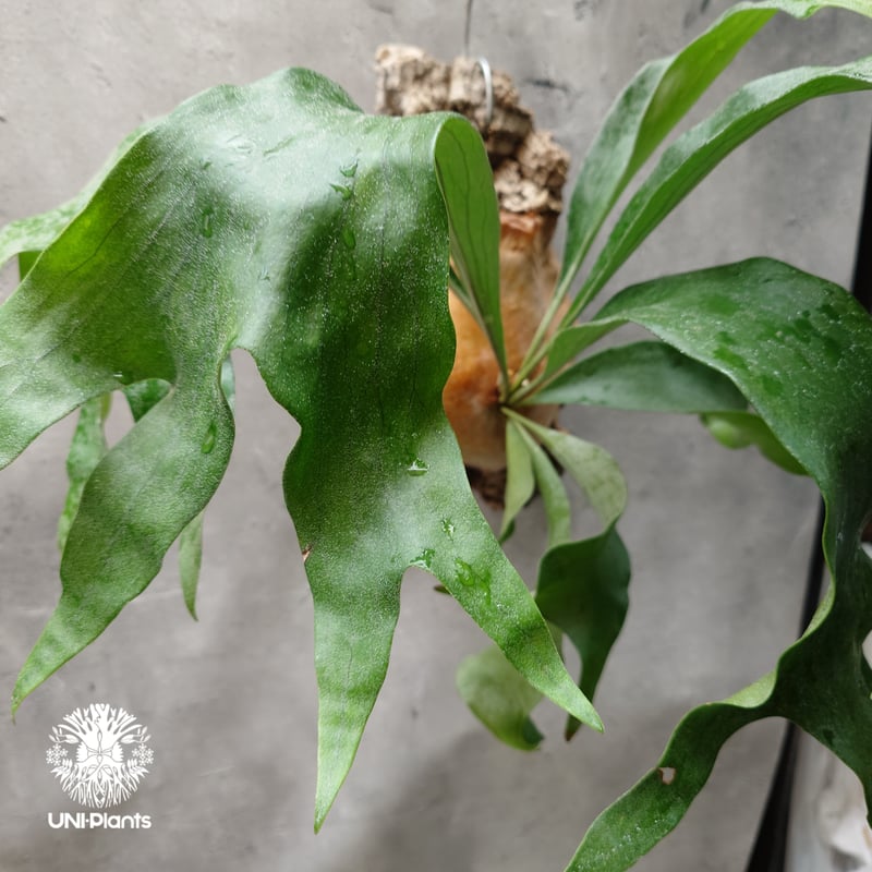 Platycerium hillii cv. Nampu ビカクシダ ヒリー cv. ナンプー