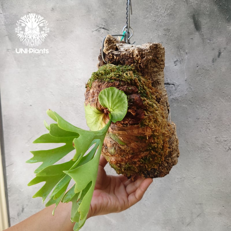 ビカクシダ リドレイ　ridleyi やや大きめ ビカクシダ リドレイ ridleyi やや大きめ - メルカリ