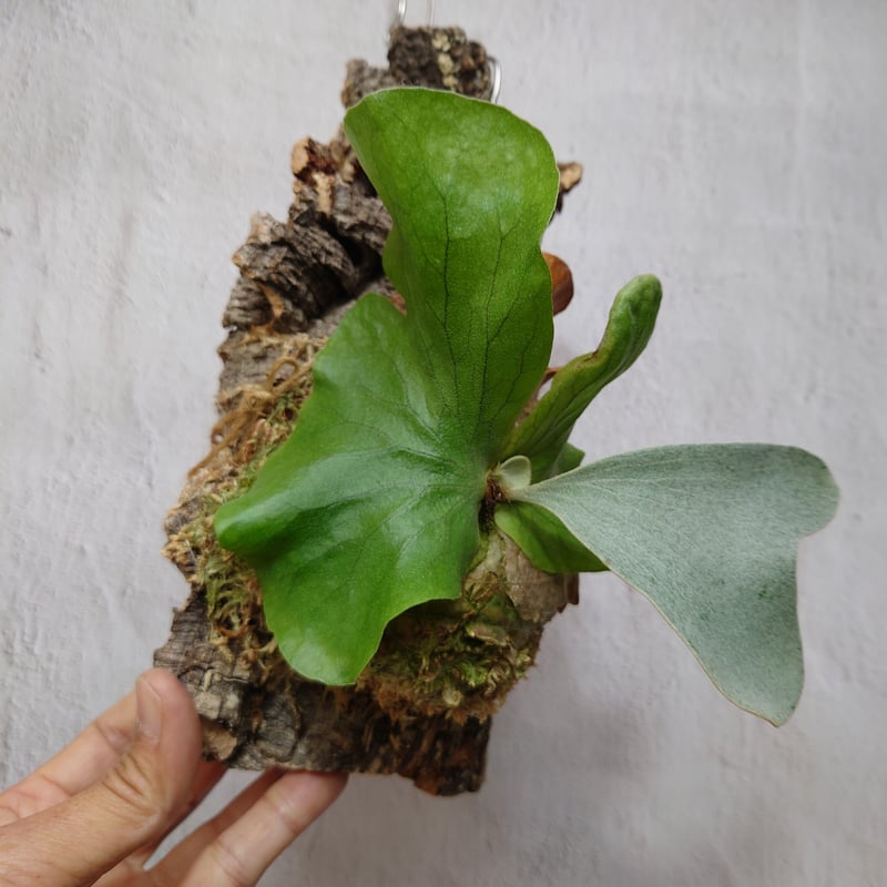 コウモリラン 希少サイズ