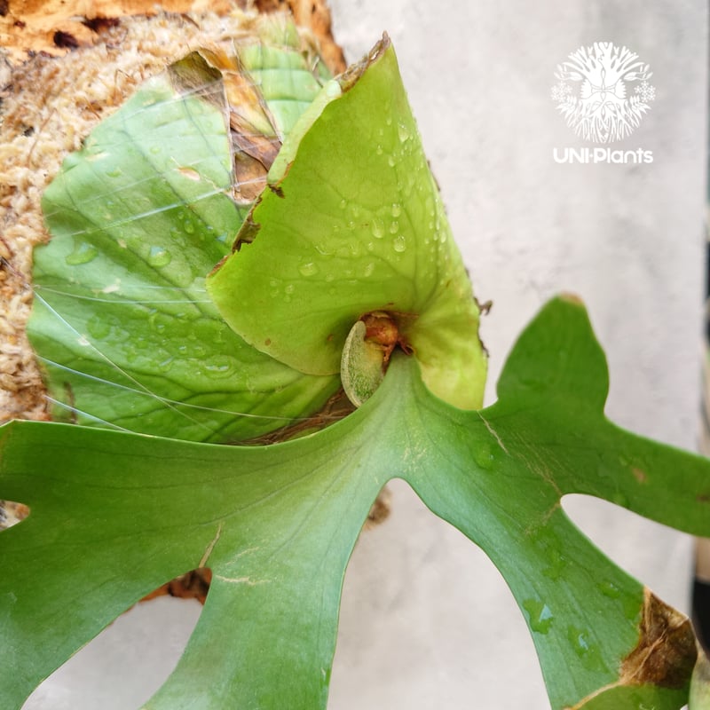 ビカクシダ リドレイ Platycerium ridleyi コウモリラン ビカクシダ