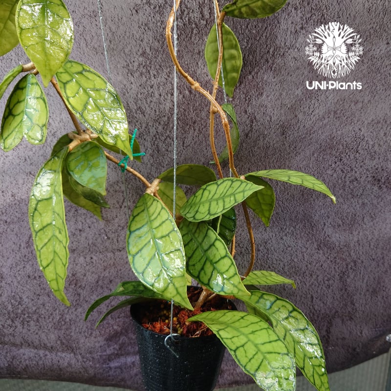 花座付き! Hoya Callistophylla short leaves ホヤ カリストフ