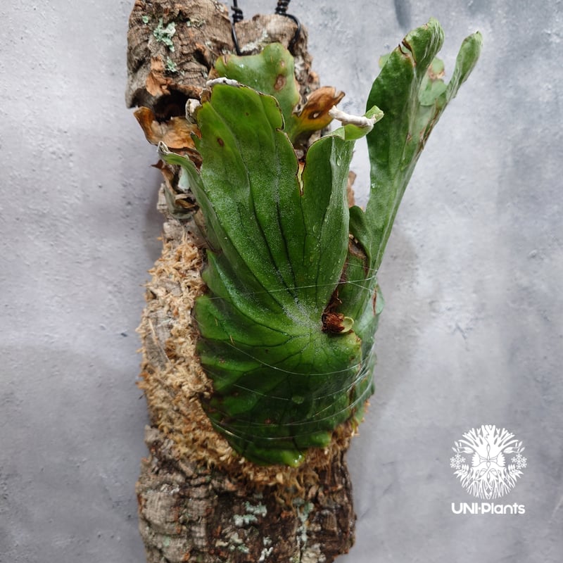 Platycerium grande ビカクシダ グランデ ビカクシダ原種 植物 シダ