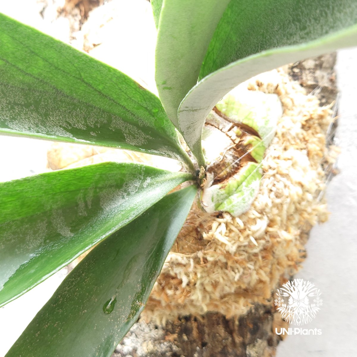 初入荷!ビカクシダ ベイチー シルバーフロンド Patycerium veitchii cv