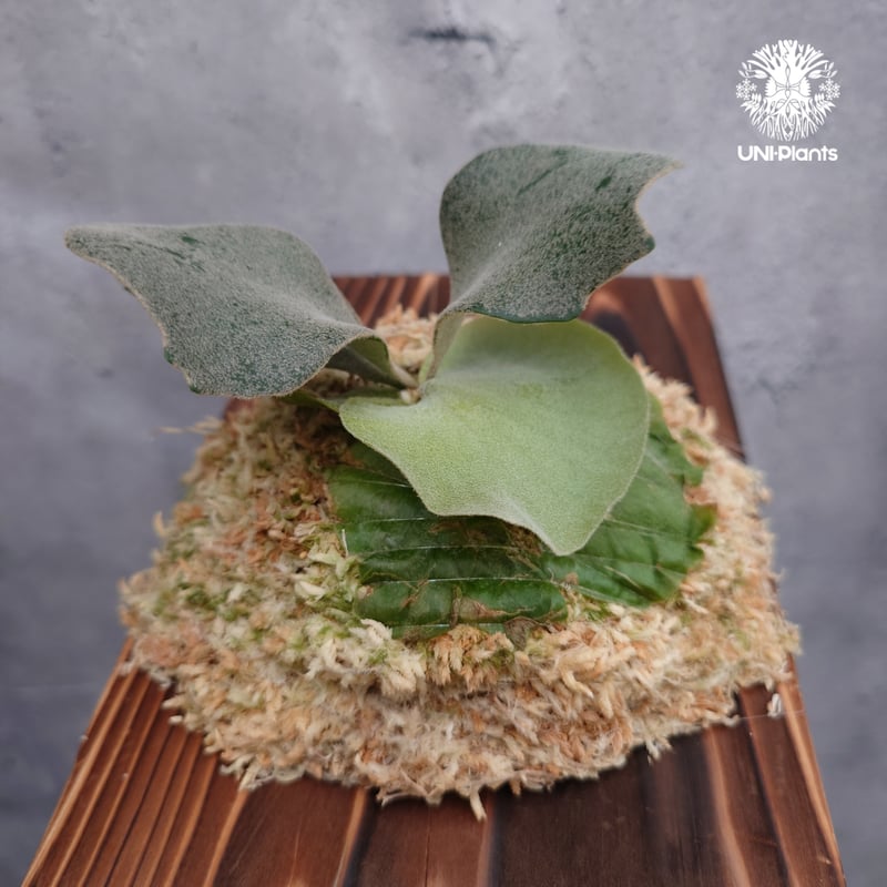 Platycerium willinckii wild cat(spore) ビカクシダ ウィ