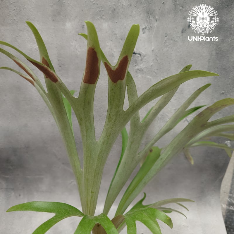 Platycerium alcicorne var.Madagascar ビカクシダ アルシコ