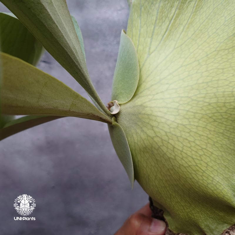 輸入株・一点物】Platycerium UAN #2｜希少種｜ビカクシダ