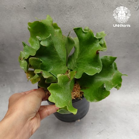 CATEGORY ビカクシダ(Platycerium) | UNI-Plants ビカクシダ、 CATEGORY ビカクシダ(Platycerium) | UNI-Plants ビカクシダ、