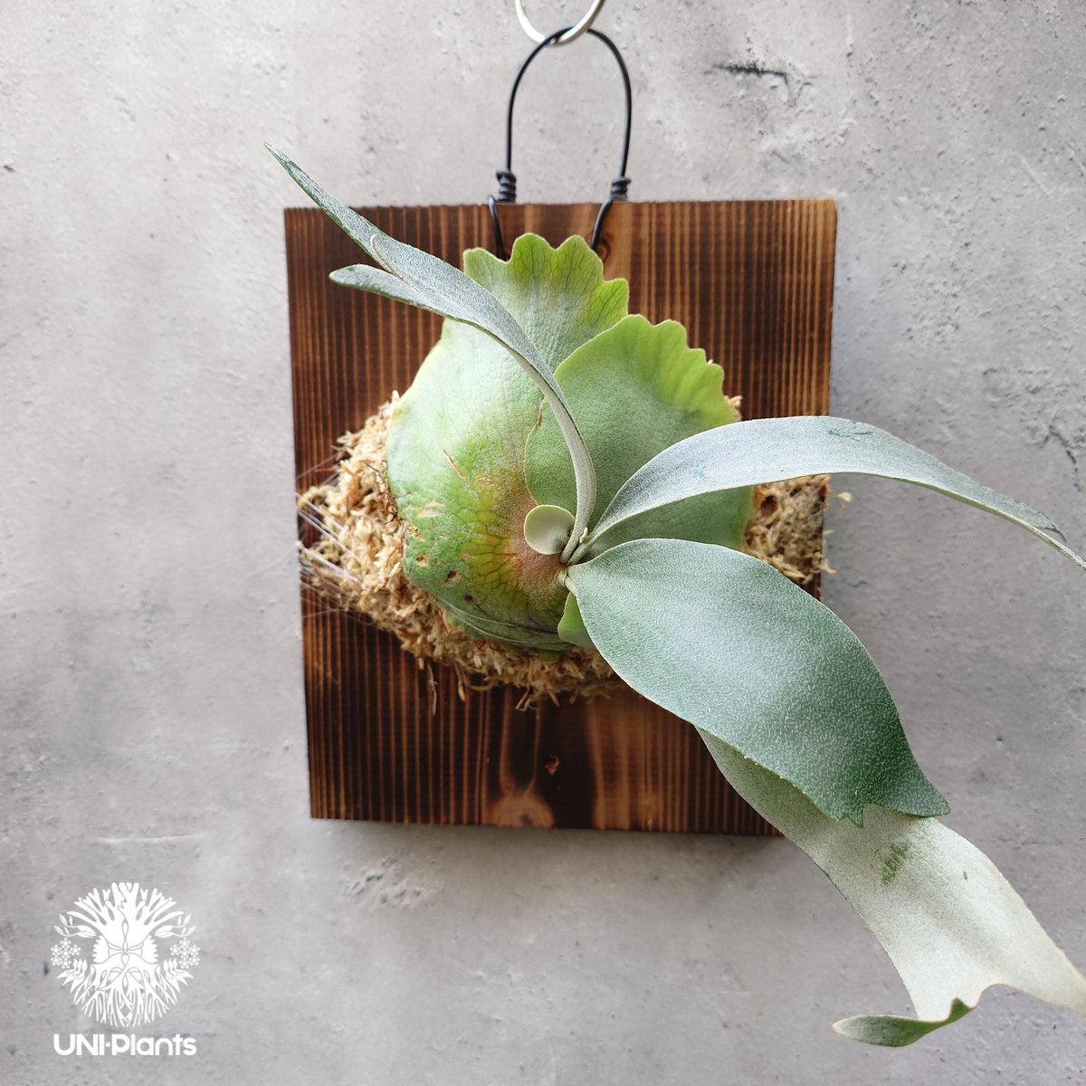 Platycerium Banna #A (pup) ビカクシダ バンナ #A (子株) ビカ Platycerium Banna #A (pup) ビカクシダ バンナ #A (子株) ビカ