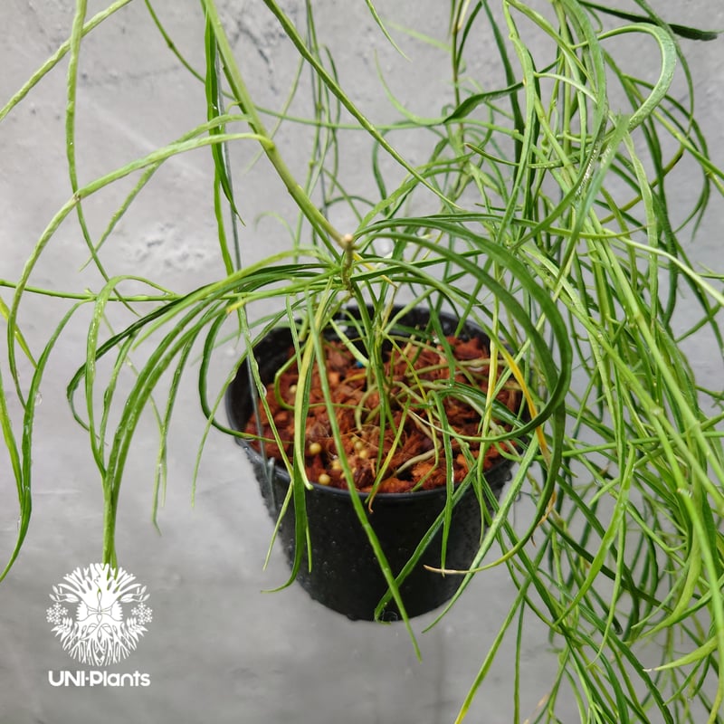 専用＊0927＊ホヤ ＊ステノフィラ Hoya stenophylla ホヤ ステノフィラ 希少 ホヤ植物 ホヤの花 珍しい