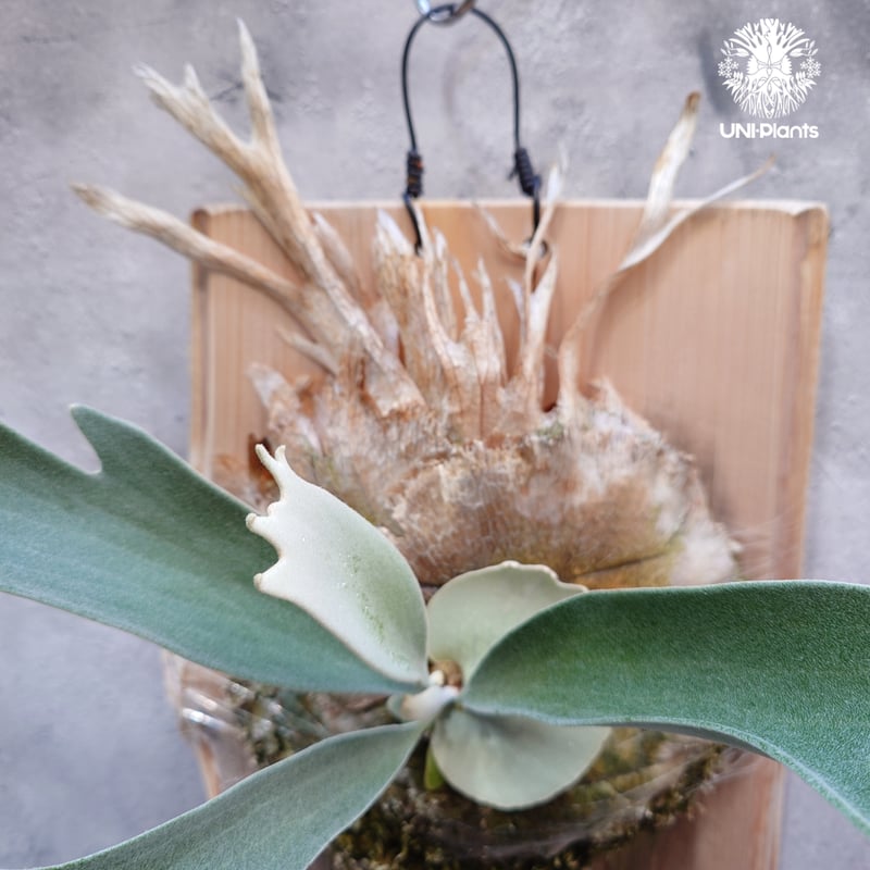 ビカクシダ ベイチー(子株) Platycerium veitchii(pup) コウモリラン