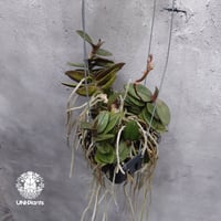 Doritis pulcherrima 'Dwarf' ドリティス プルチェリマ ドワーフ 着生蘭 着生ラン 蘭の花 Orchid 着生植物