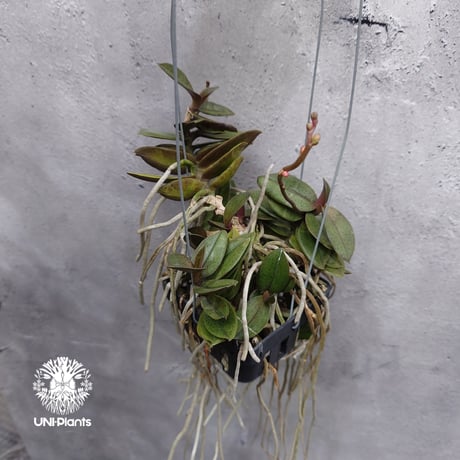 CATEGORY 着生ラン(Orchid) | UNI-Plants ビカクシダ、ホヤ植物