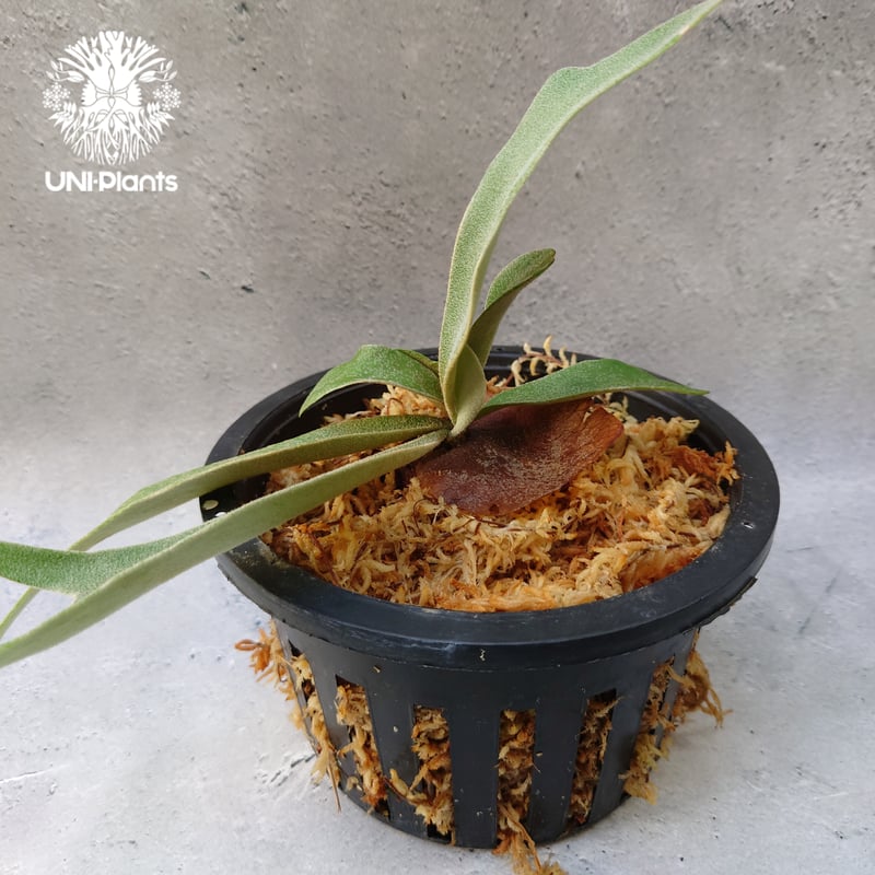 Platycerium willinckii dwarf tatsuta × Platycer