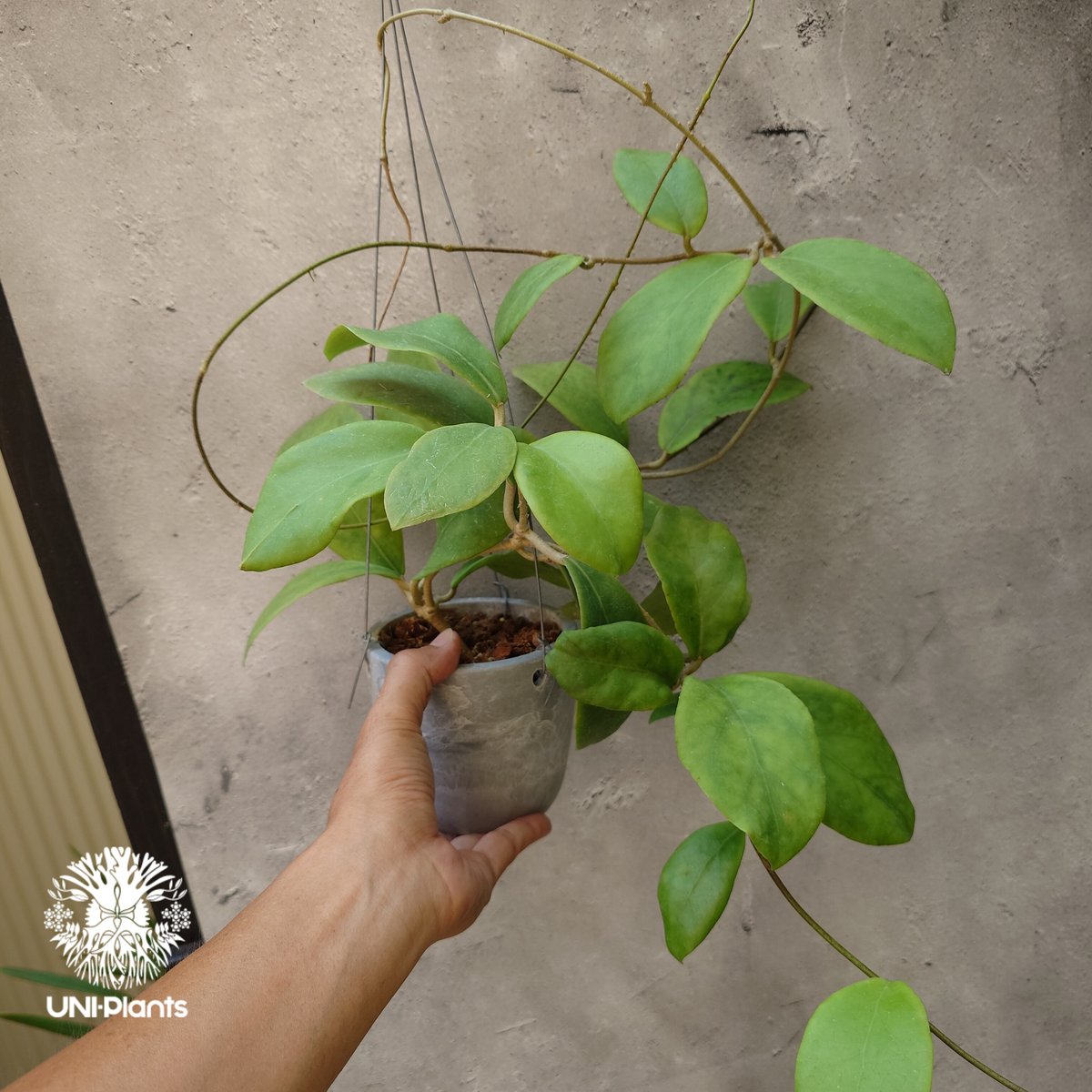 希少! Hoya mindorensis pink ホヤ ミンドレンシス ピンク Hoya M
