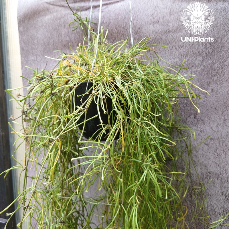 Hoya Retusa ホヤ レツーサ ボリュームビックサイズ!! ホヤ 植物 ホヤ