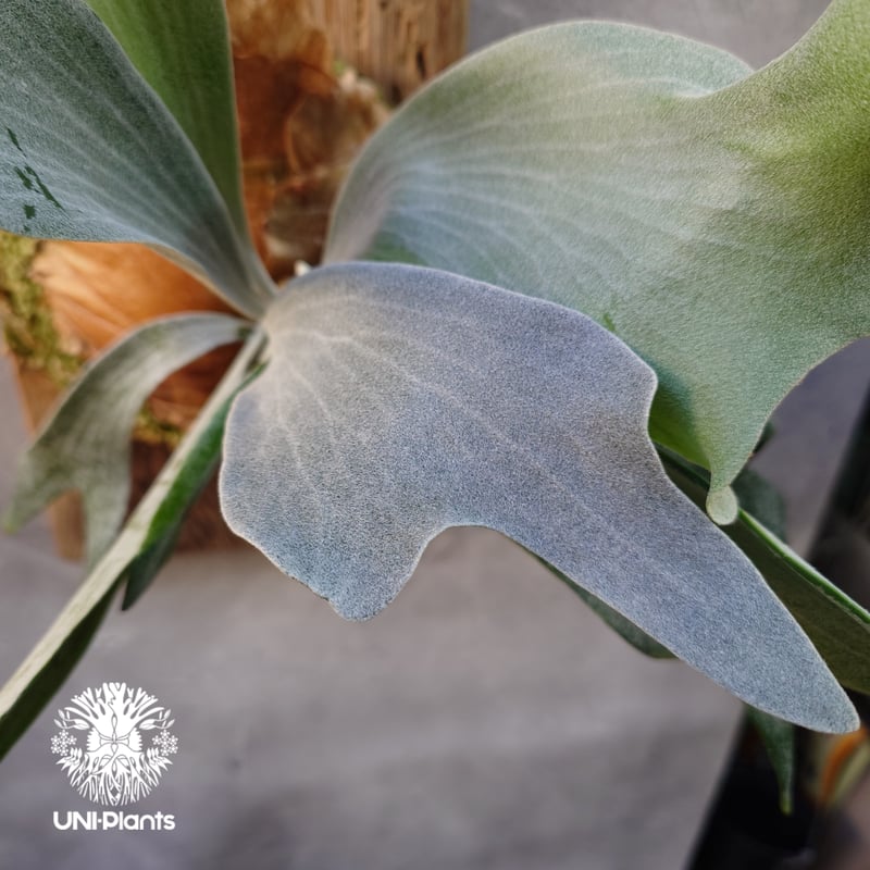 Platycerium willinckii cv.Griffin (pup) ビカクシダ ウ