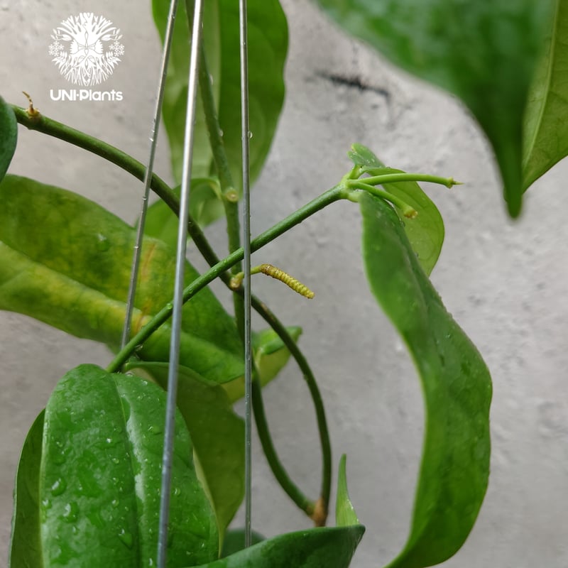Hoya Danumensis UT174 ホヤ ダヌメンシス UT174 ホヤ植物 ホヤの花