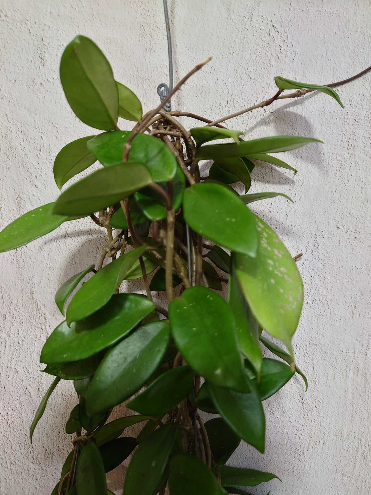 ホヤ プビカリクス ロイヤル ハワイアン パープル 大株! ホヤ ホヤ プビカリクス ロイヤル ハワイアン パープル 大株! ホヤ
