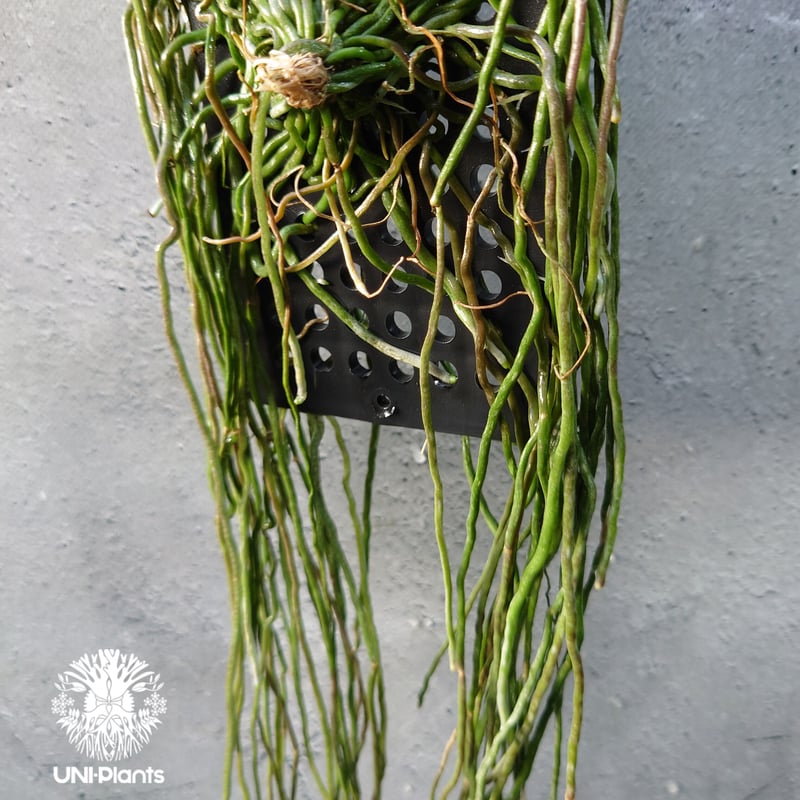 Chiloschista spp. Suphanburi キロスキスタ `スパンブリ` 着生