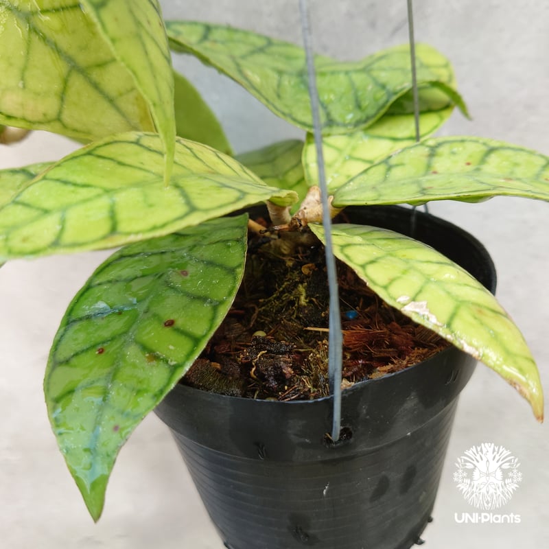 ホヤ カリストフィラ Hoya callistophylla 開花間近! ホヤ植物 ホヤの