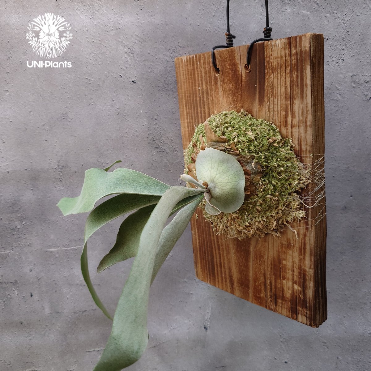 Patycerium veitchii wild（pup）ビカクシダ ベイチー ワイルド ビカ