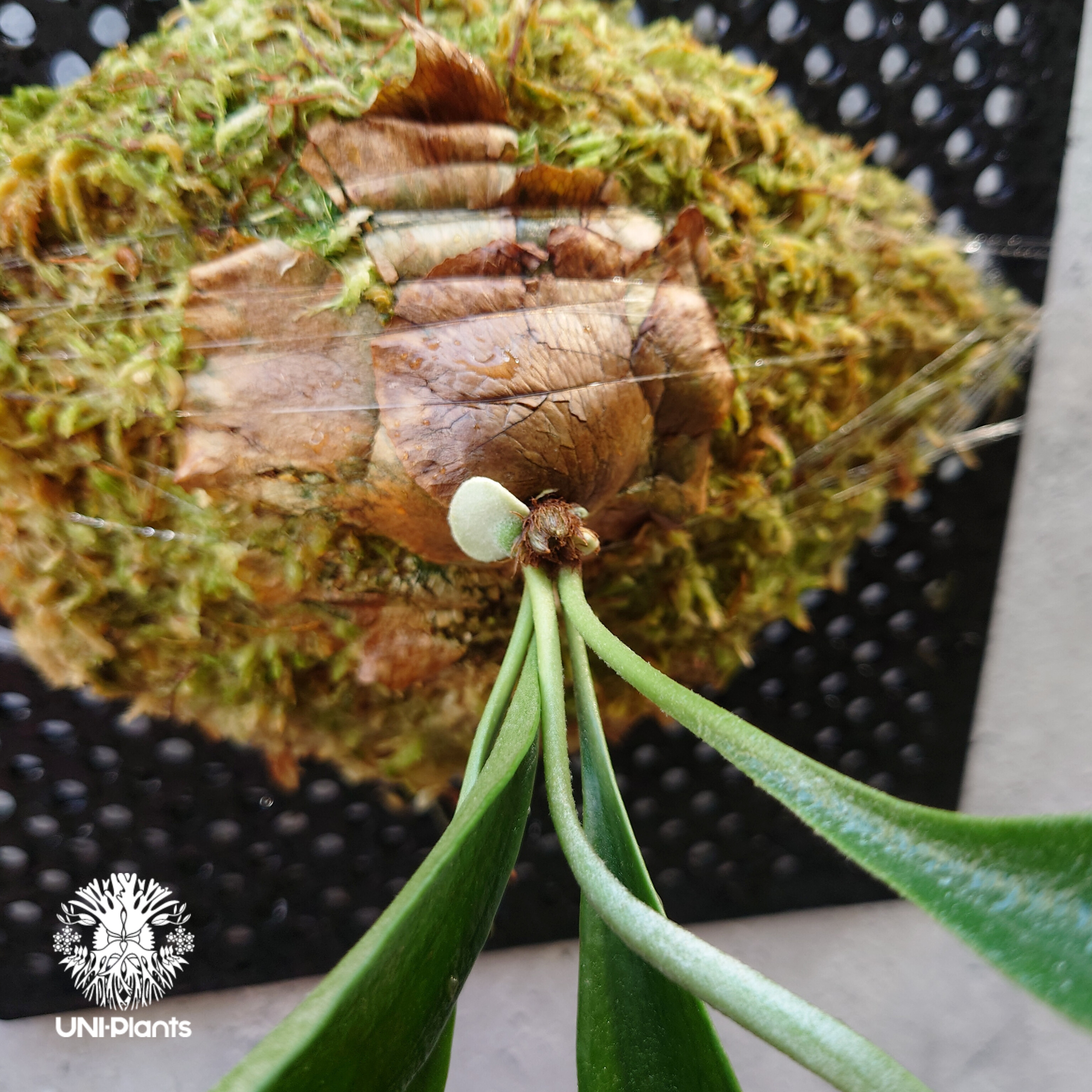 Platycerium Rydeen ビカクシダ ライディーン ビカクシダ コウモリラン