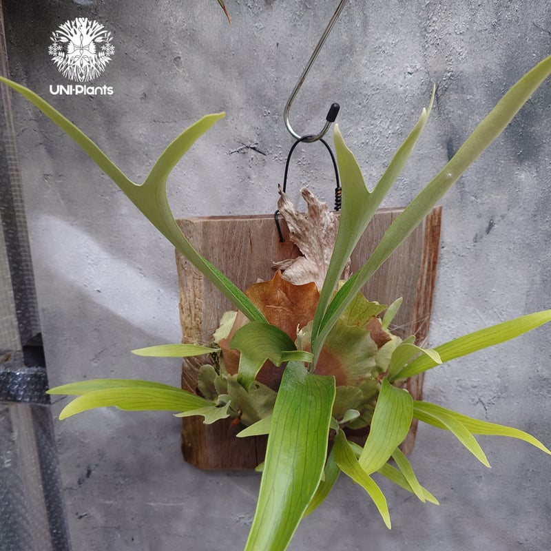 Platycerium sp.(pup) ビカクシダ 品種不明 ビカクシダ子株 シダ植物