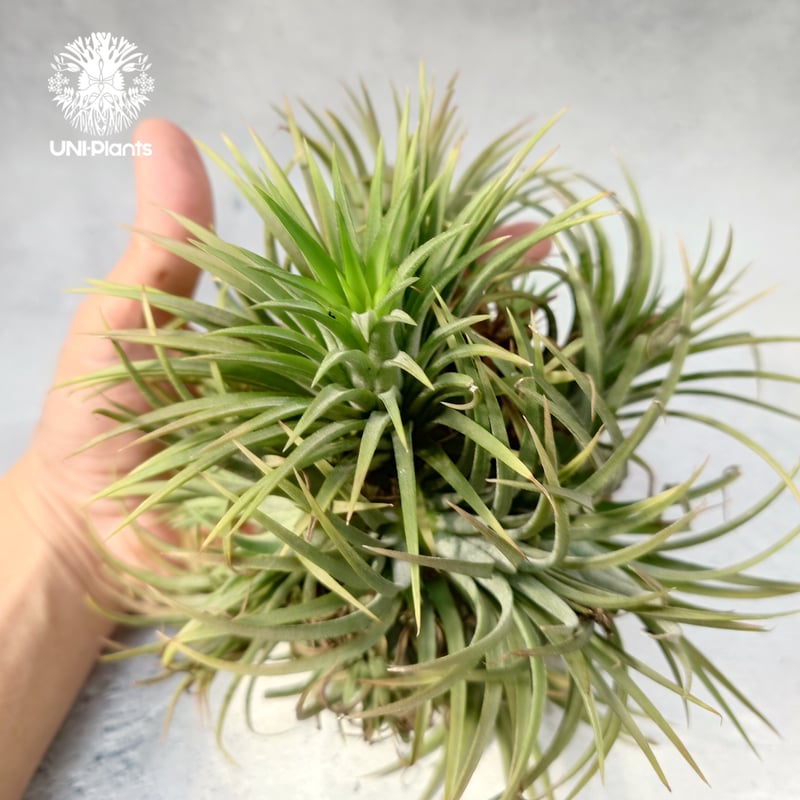 Tillandsia Ionantha (M) チランジア・イオナンタ Tillandsia