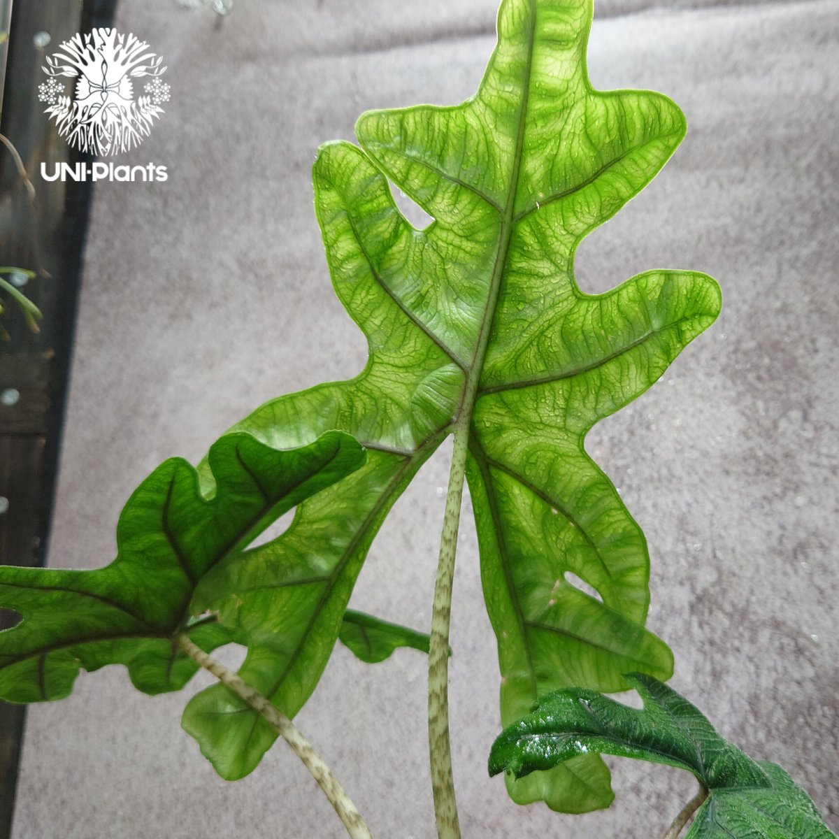 Alocasia jacklyn アロカシア ジャクリン アロカシアジャックリ 観葉