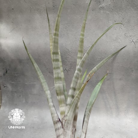 Tillandsia hildae チランジアヒルダエ Tillandsia インテリア植物 エアープランツ エアプランツ ティランジア
