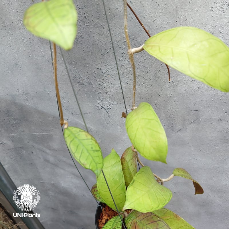Hoya Gunung gading ホヤ グヌンガディング ホヤ植物 ホヤの花 Hoya p