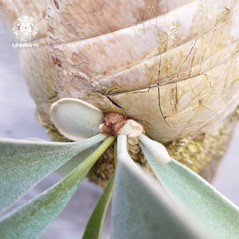 ビカクシダ ベイチー(子株) Platycerium veitchii(pup) コウモリラン