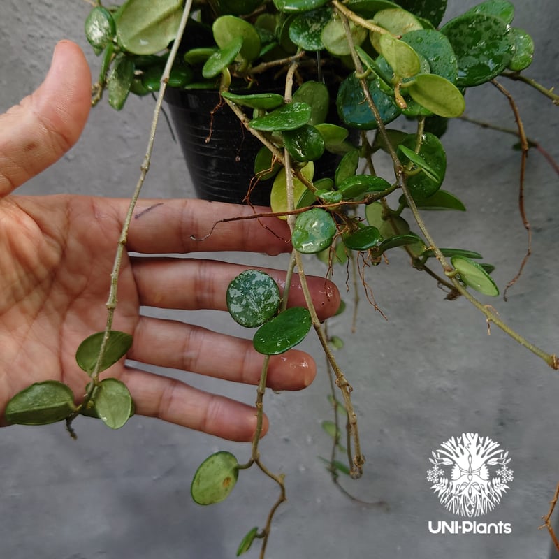 Hoya Mathilde splash ホヤ マチルダ スプラッシュ ホヤ植物