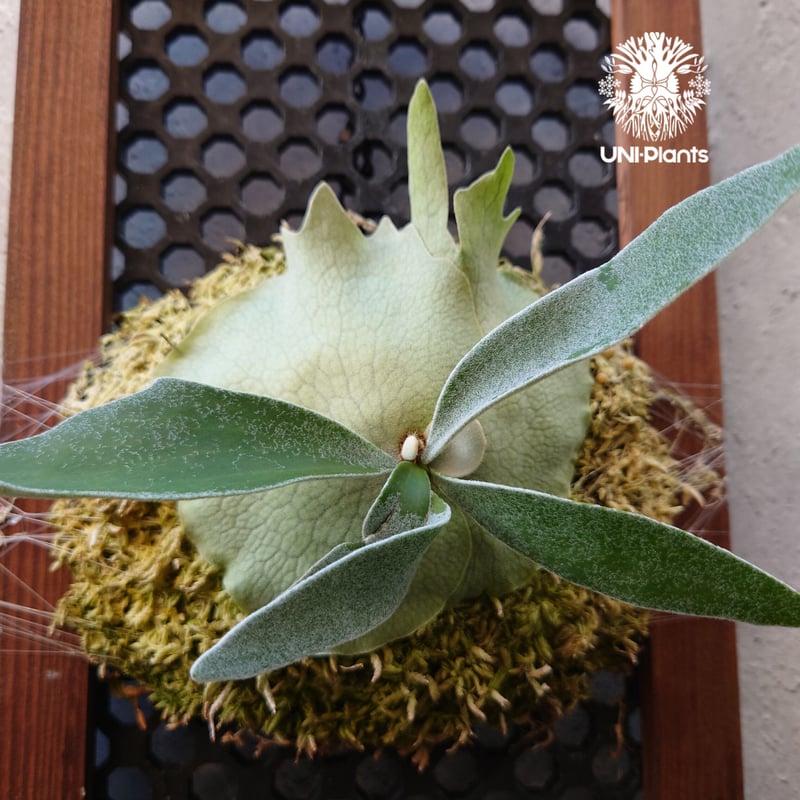 ビカクシダ ベイチー Patycerium veitchii コウモリラン ビカクシダ