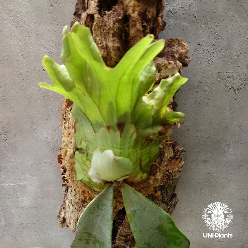 Platycerium willinckii 'W.A.Manda ビカクシダ ウィリンキー