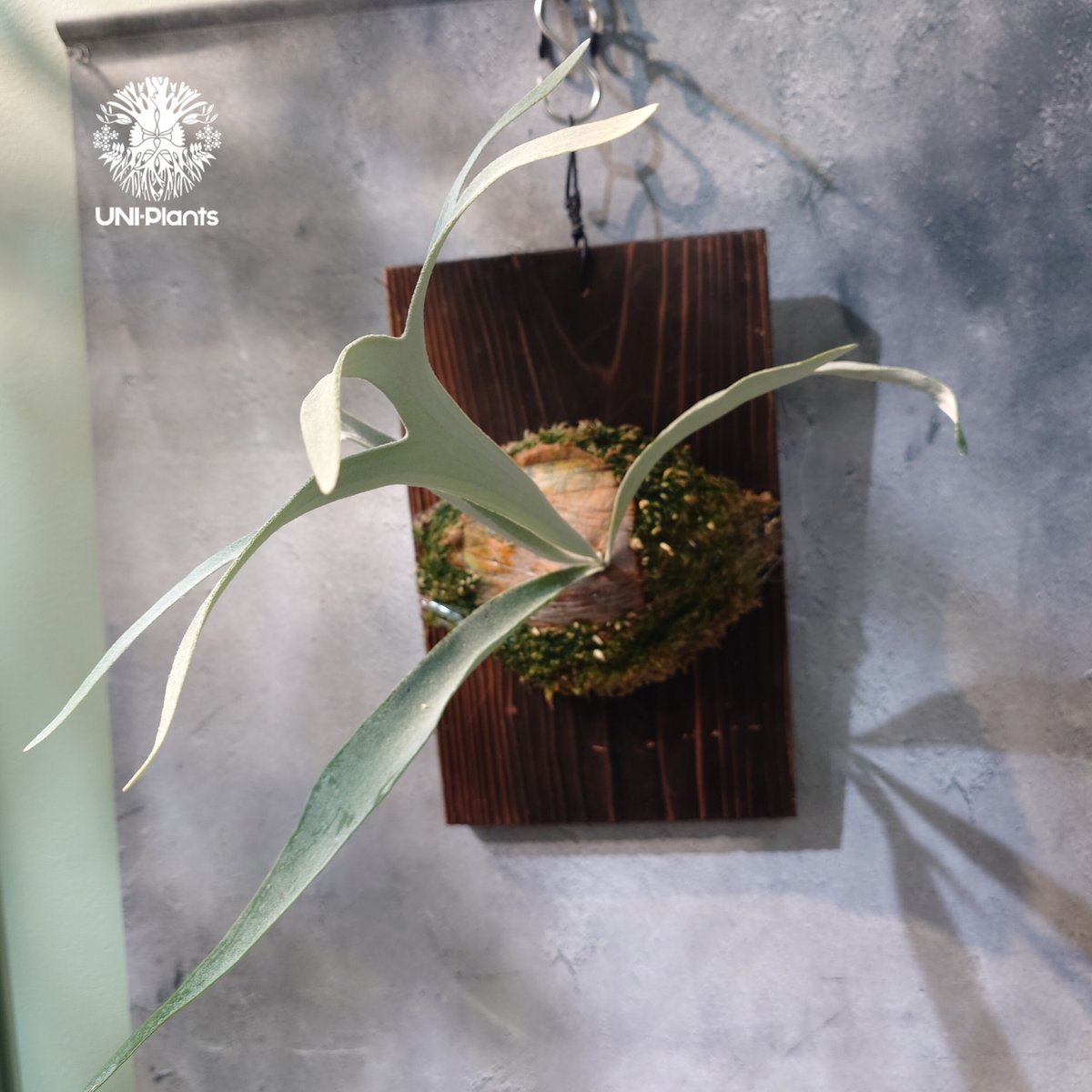 観葉植物 ビカクシダ veitchii wild ベイチーワイルド 子株