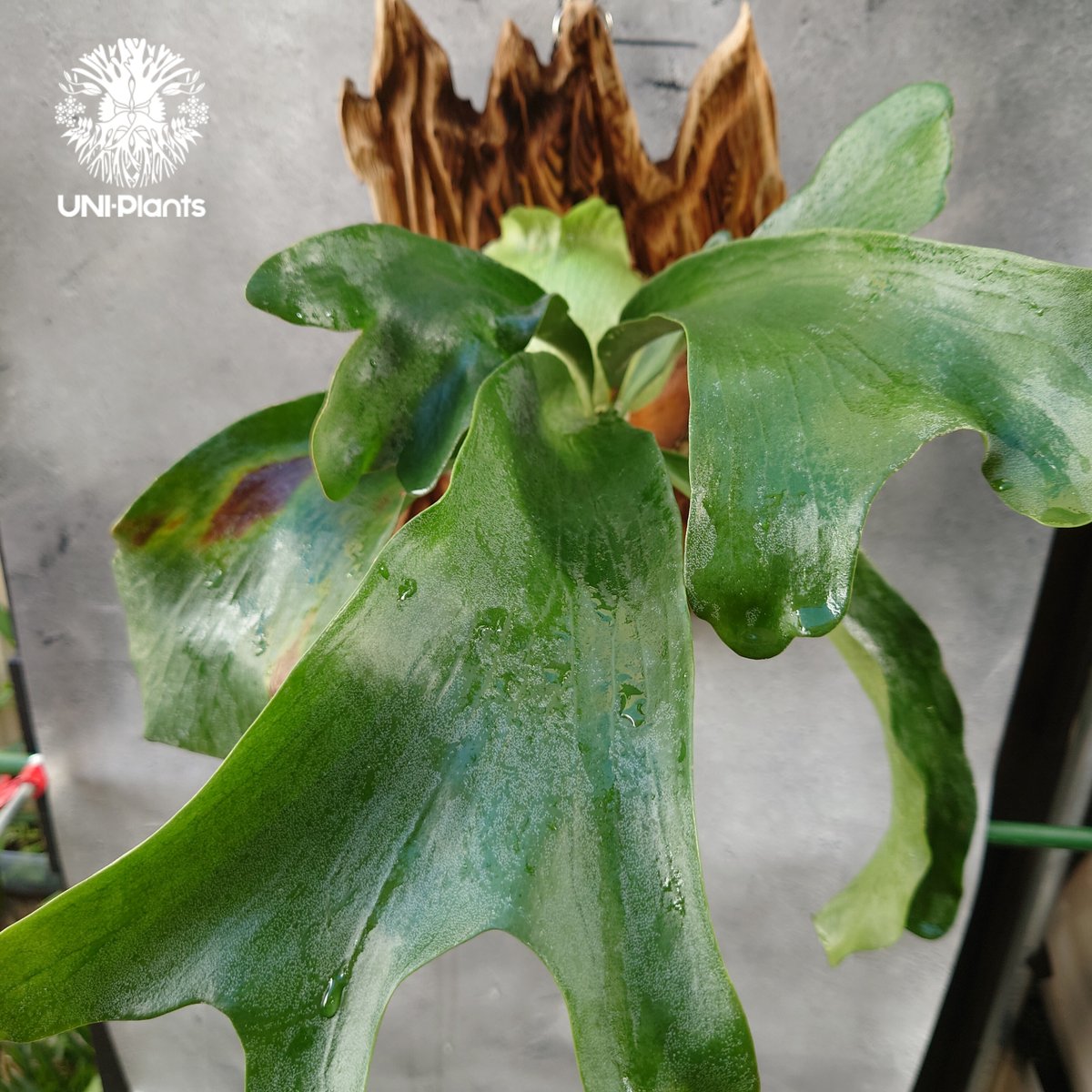 ビカクシダ大株 ヒリーパナマ 【公式通販】