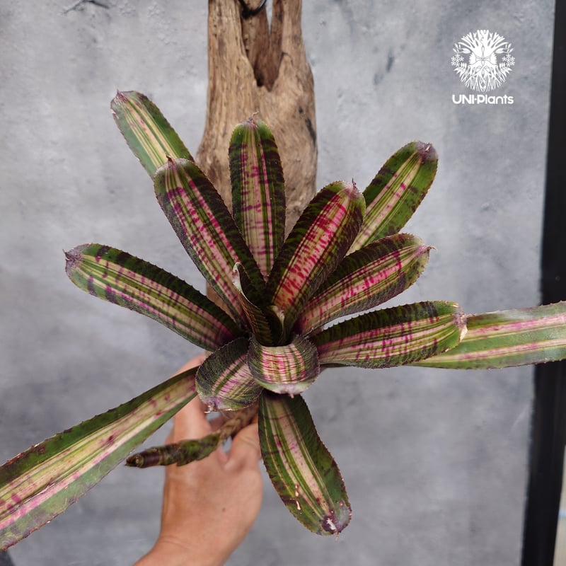 Neoregelia Hot Ember ネオレゲリア ホットエンバー Neoregelia