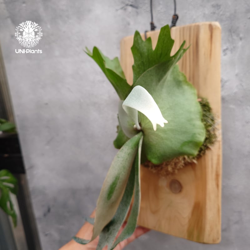 Platycerium willinckii 'W.A.Manda ビカクシダ ウィリンキー