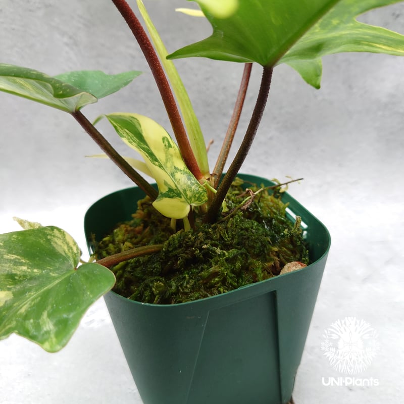 ①フィロデンドロン　斑入り philodendron Brown Beauty Philodendron Florida beauty variegated フィロデンドロ