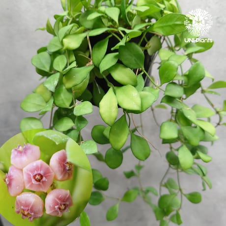 サクララン | STORES