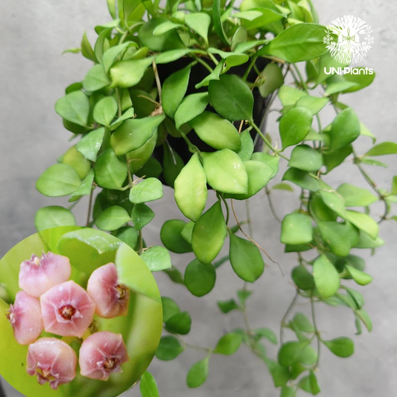 タイ直輸入】ホヤ ヘウスケリアナ ピンク｜珍品・着生植物・つる性植物