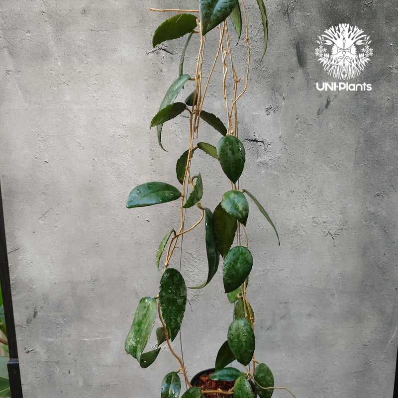 Hoya Caudata ホヤ カウダータ ホヤ植物 珍奇 珍しい 希少 レア つる性