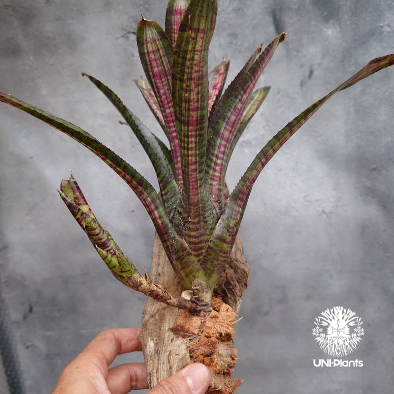 Neoregelia 'Snake Charmer'〔ネオレゲリア〕N0645 imgrc0141796727.jpg
