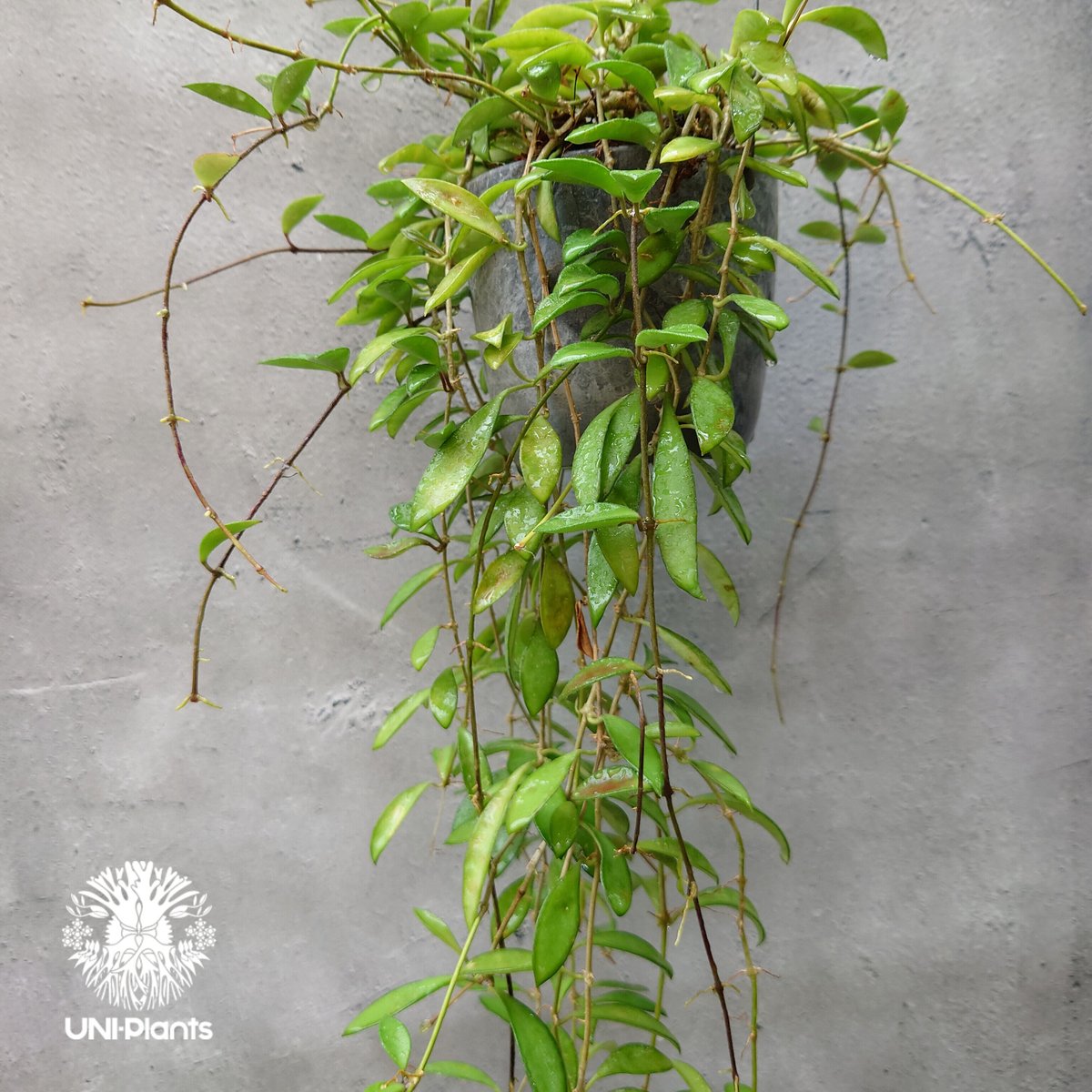 ホヤ ケンティアナ ミニ Hoya kentiana mini ホヤ植物 植物 Hoya pl