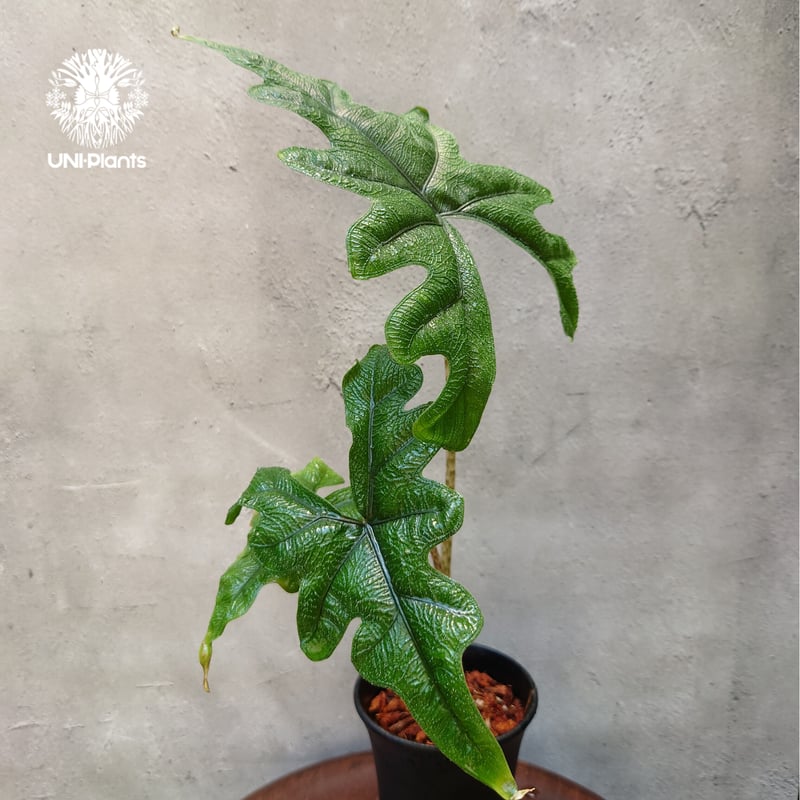 Alocasia jacklyn アロカシア ジャクリン アロカシアジャックリ