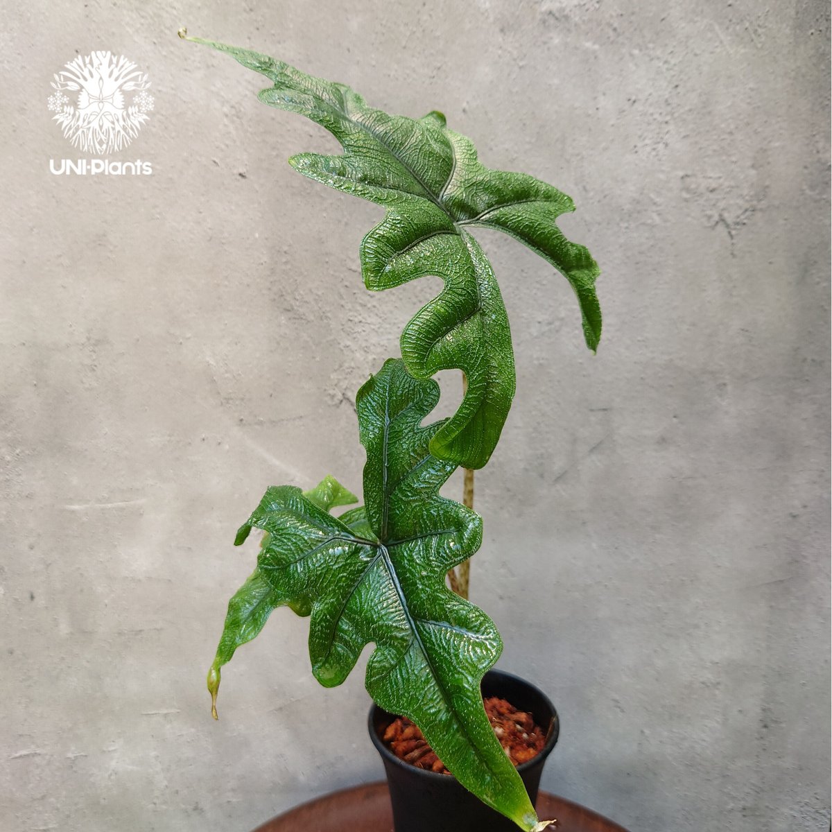 Alocasia jacklyn アロカシア ジャクリン アロカシアジャックリ Alocasia jacklyn アロカシア ジャクリン アロカシアジャックリ