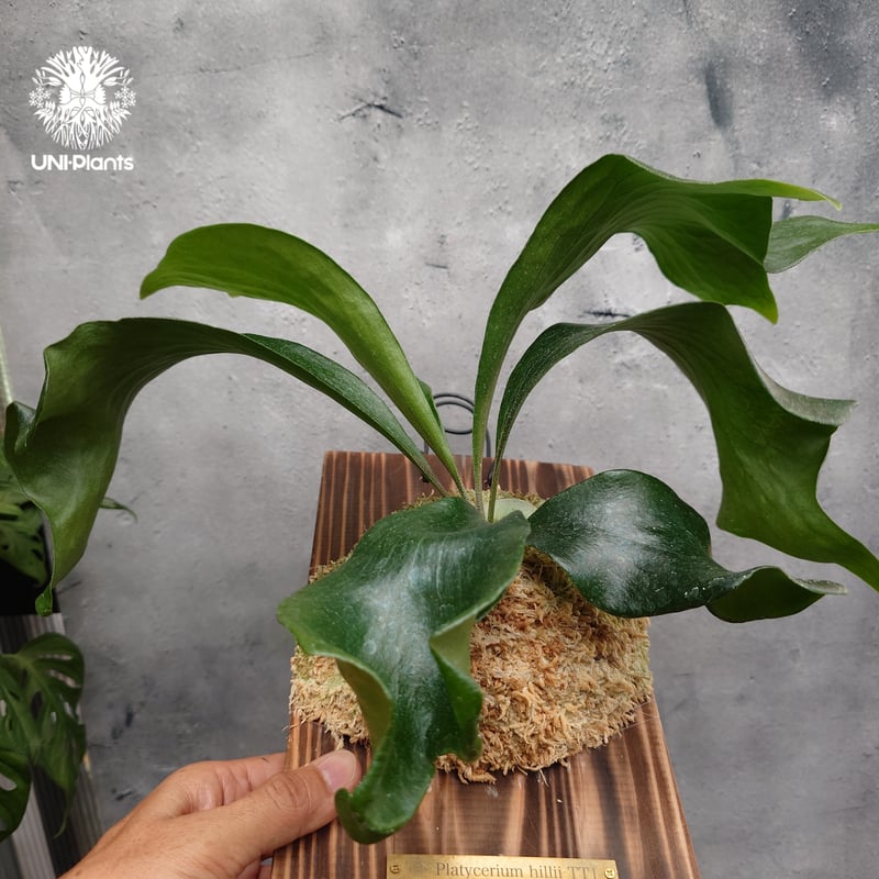 ビカクシダ hillii thathok 親株 超お得 ビカクシダ（コウモリラン）：ヒリー タートック（子株） 3号