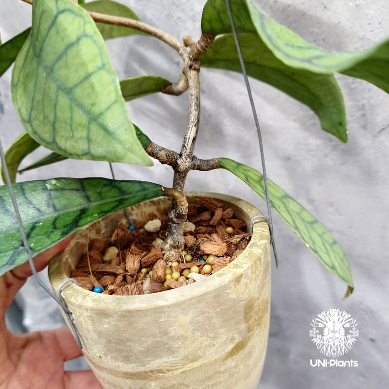 ホヤ カリストフィラ Hoya callistophylla Hoya plants ホヤ植